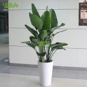 天堂鸟